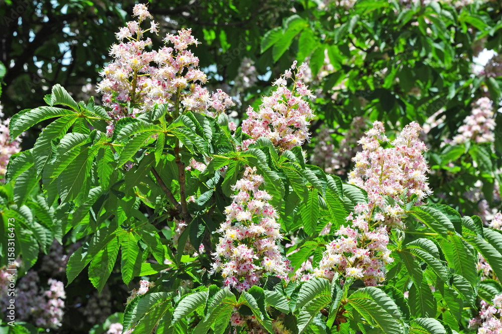 Spring blossoming chestnut (Castanea sativa) flower Spring blossoming chestnut (Castanea sativa) flower