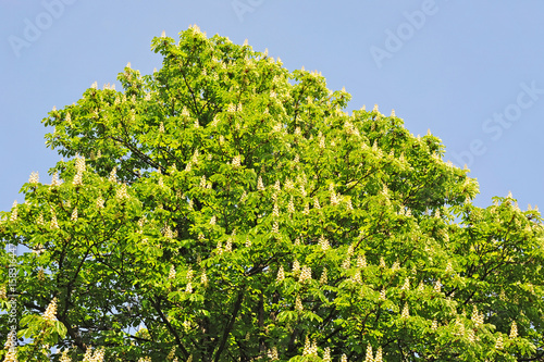 Spring blossoming chestnut  Castanea sativa  flower