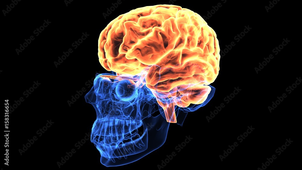 3d illustration of human body brain anatomy 3d illustration of human body brain anatomy