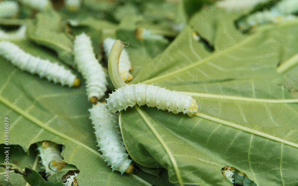 Naklejka premium Close up Silkworm eating mulberry green castor leaves.