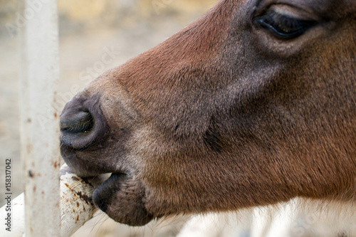 Closeup on the lower portion of the head and snout of a liver chestnut colt chewing the bar of a metal fence