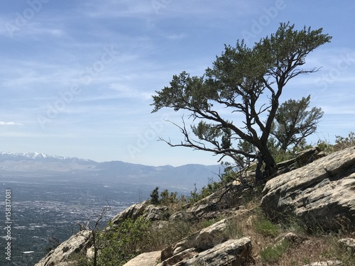 Juniper Tree