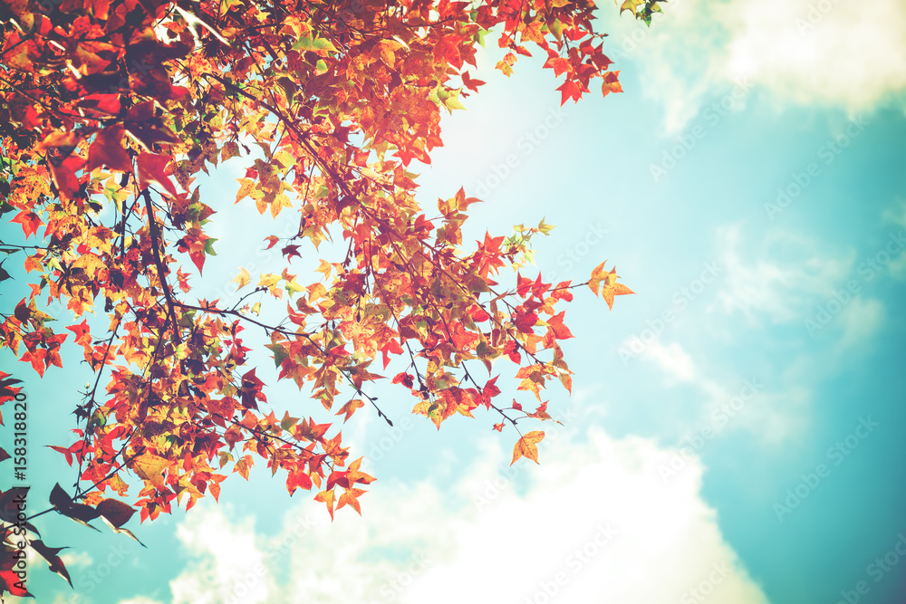 Beautiful autumn leaves and sky background in fall season, Colorful maple foliage tree in the autumn park, Autumn trees Leaves in vintage color tone.