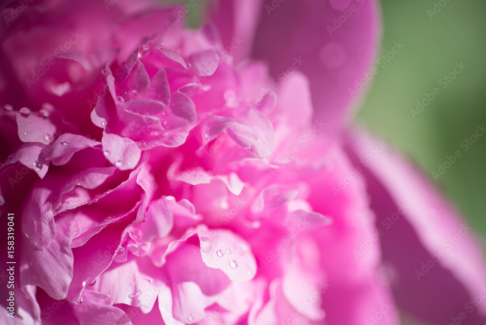 pink peony macro selective focus pink peony macro selective focus