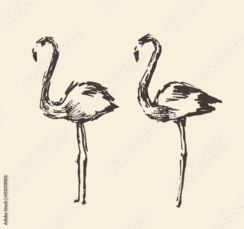 Flamingo, hand drawn vector illustration