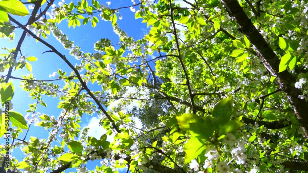 4K Wide Angle Cherry Blossom, Tree Branch Bloom Beauty 4K Wide Angle Cherry Blossom, Tree Branch Bloom Beauty