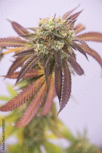 Cannabis cola  Mangopuff marijuana strain  with visible hairs and leaves on late flowering stage