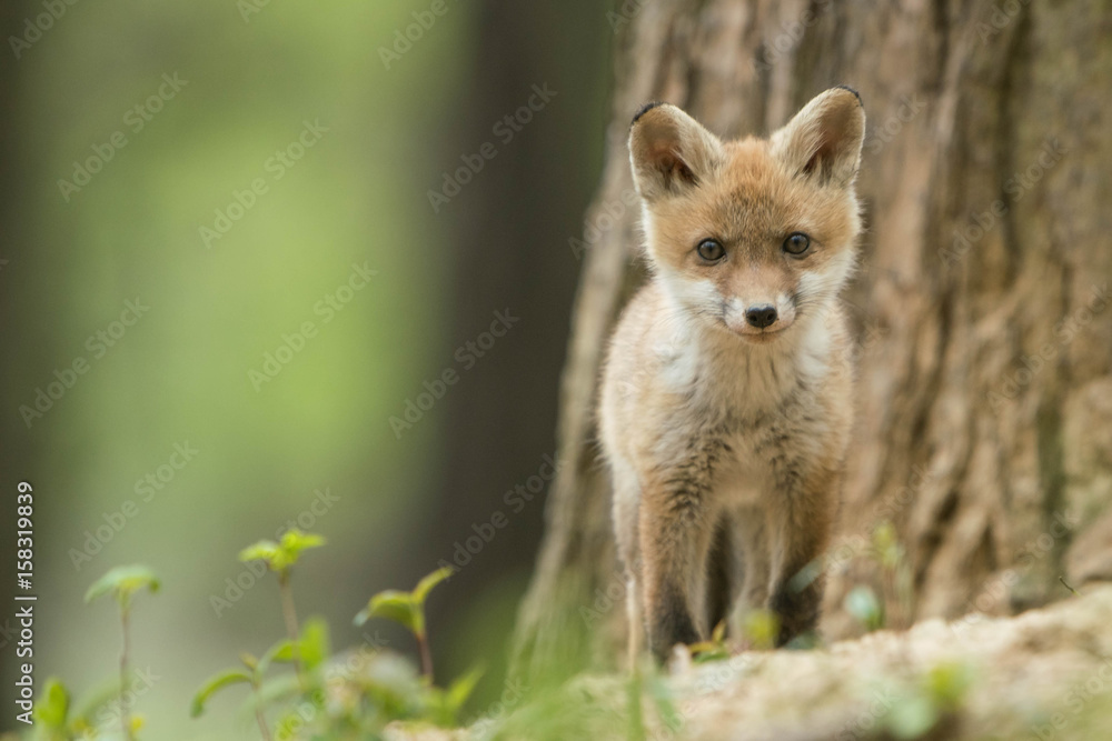 Fototapeta premium Fuchswelpe