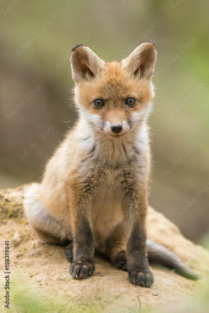 Fuchs Fuchs