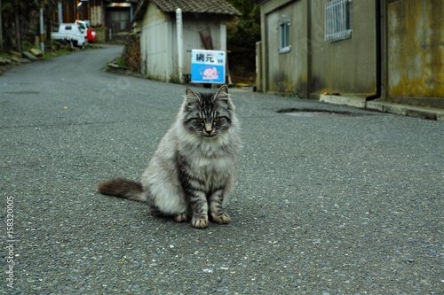 田代島の猫 photo