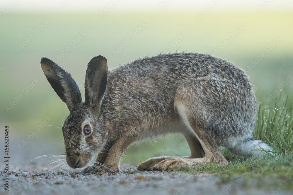 Obraz premium Hase