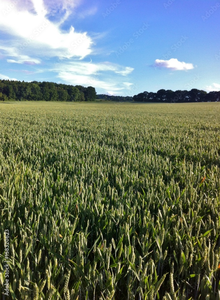 Field Field