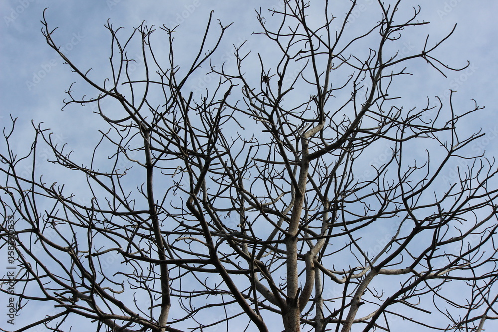 Obraz premium Leafless Tree