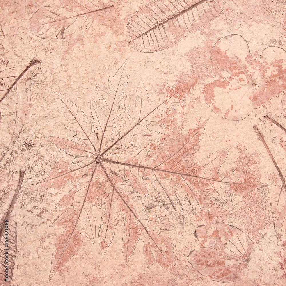 Naklejka premium marks of leaf on the concrete background
