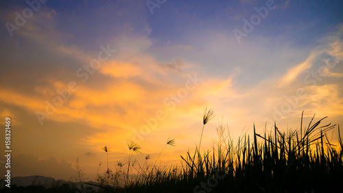 Silhouette grass flower meadow in beautiful gold cloud in twilight sunset time.