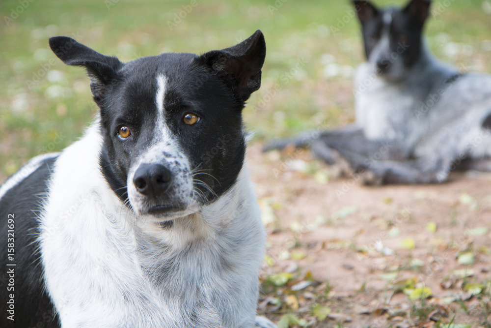 Two dogs laying on the ground. Two dogs laying on the ground.