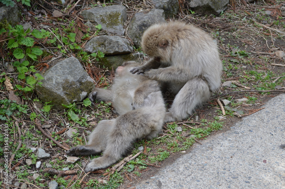 Obraz premium 地獄谷野猿公園の猿