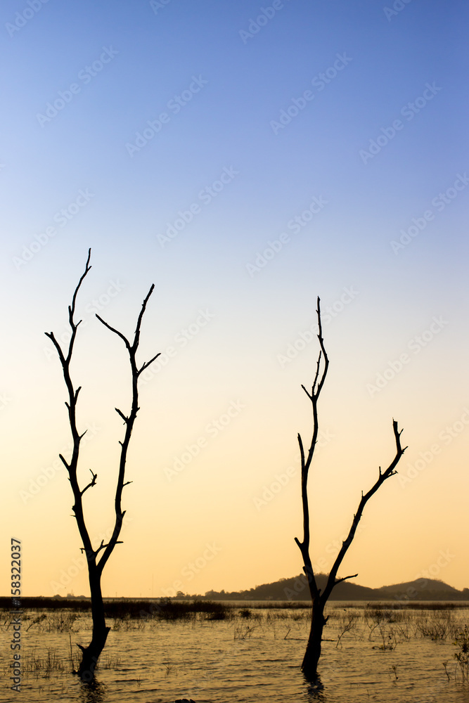Branchs of a dead tree standed over the lake while the beautiful sunset sky background close up. Branchs of a dead tree standed over the lake while the beautiful sunset sky background close up.