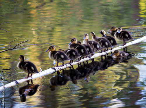 Ducklings sitting on a tree trunk that fell into the water. 