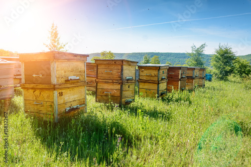 Fotografia Hives in an apiary with bees flying to the landing boards