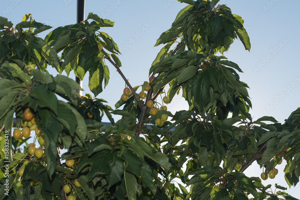 cherries cherries