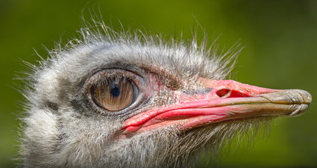 Plexiglas schilderij Struisvogel Imposante struisvogel als grote vogel  © Vadim Hnidash