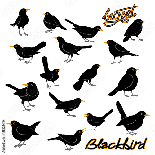 blackbird vector illustration style Flat big set photo