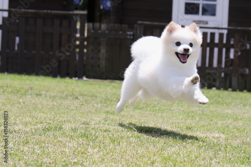 ポメラニアン