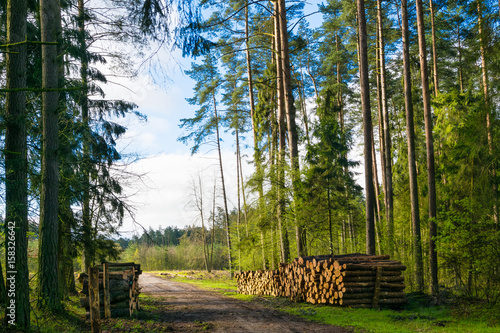 Foto Forest path among the trees. Masuria, Poland.