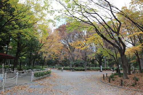 autumn in shinjuku public park, tokyo