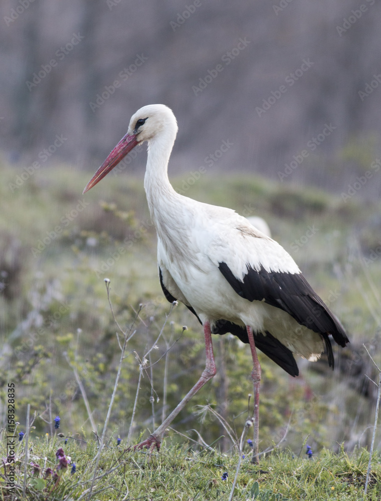 Obraz premium White Stork