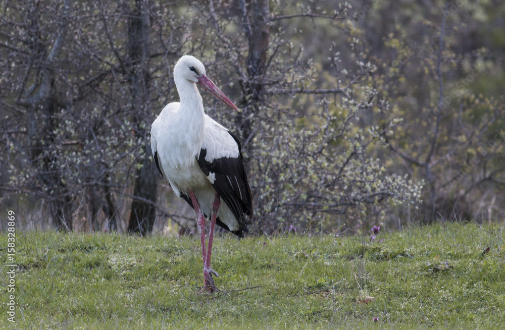 Fototapeta premium White Stork