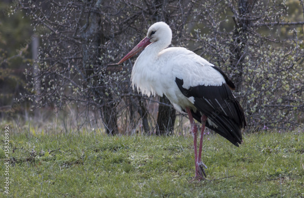 Fototapeta premium White Stork