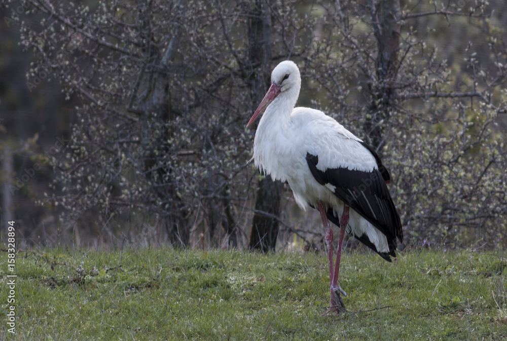 Fototapeta premium White Stork