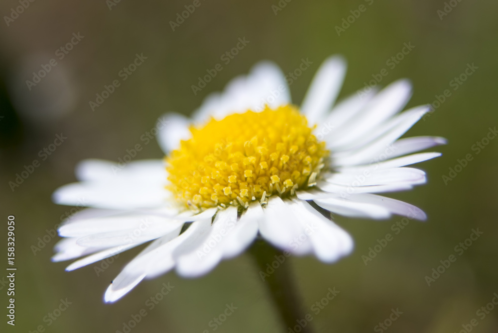 Fototapeta premium Daisy