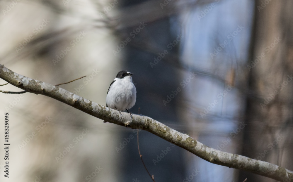Semi-collared Flycatcher Semi-collared Flycatcher