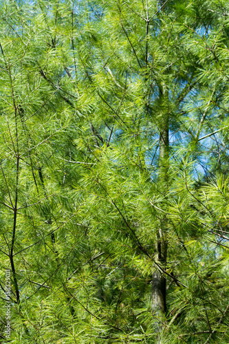 white pine tree needles