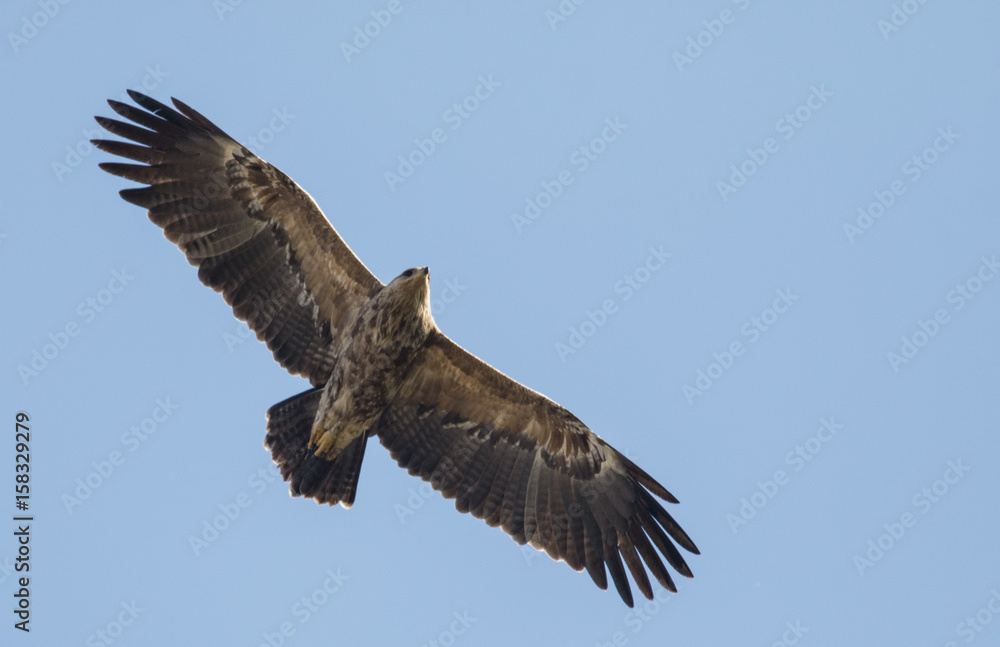 Lesser Spotted Eagle Lesser Spotted Eagle