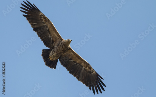 Lesser Spotted Eagle