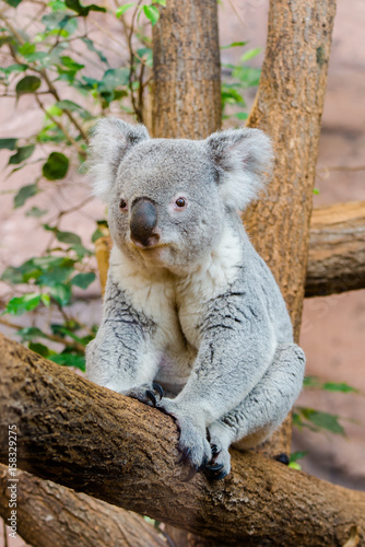 Fototapeta Naklejka Na Ścianę i Meble -  koala, phascolarctos cinereus, sitting on a tree