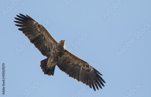 Lesser Spotted Eagle © georgigerdzhikov