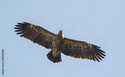 Lesser Spotted Eagle © georgigerdzhikov