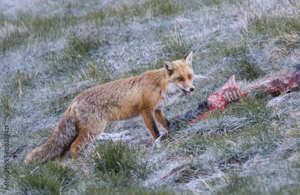Fototapeta premium Red fox