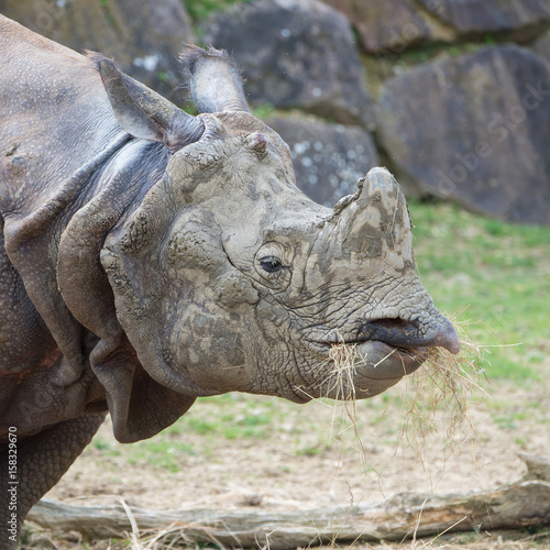  Indian rhinoceros, Rhinoceros unicornis, head