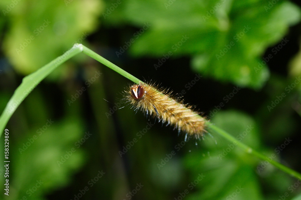 Caterpillar of the Australian Painted Lady Butterfly Caterpillar of the Australian Painted Lady Butterfly