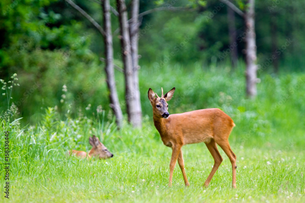 Two young Roe deer bucks, one of them sleeping Two young Roe deer bucks, one of them sleeping