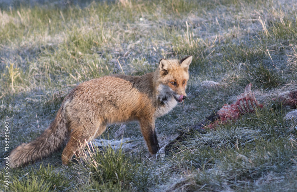 Fototapeta premium Red fox