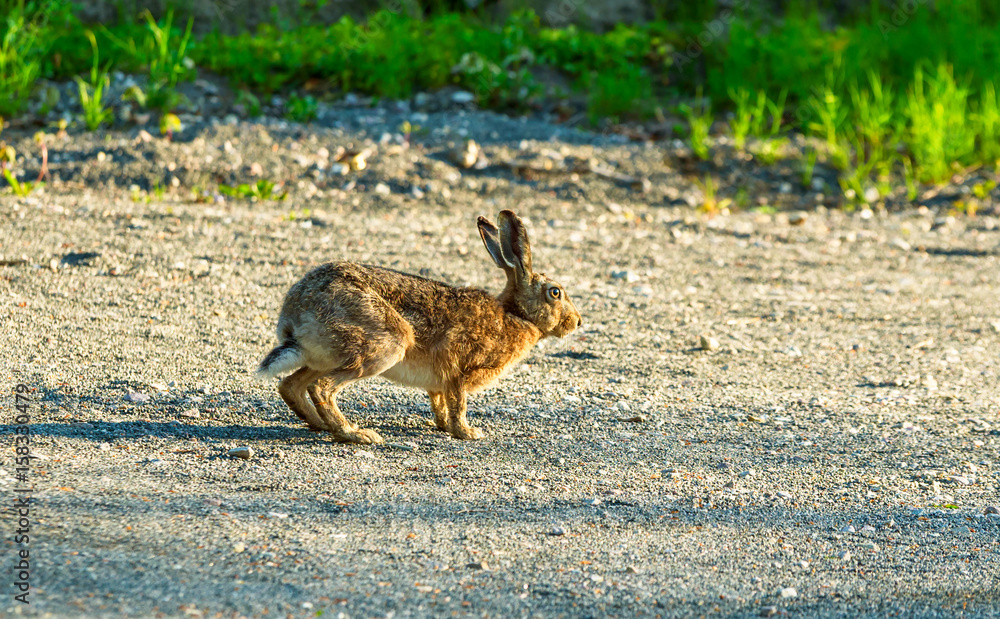 Obraz premium European hare (Lepus europaeus), aka brown hare, here on a gravel country road in morning light.