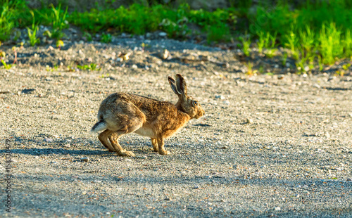 European hare (Lepus europaeus), aka brown hare, here on a gravel country road in morning light.