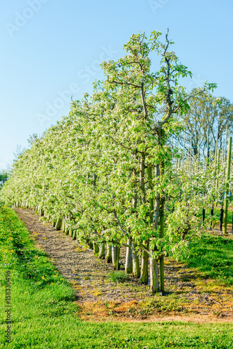 Row of pear trees at an orchard.